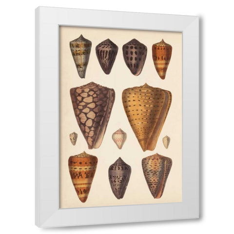 Antique Cone Shells I White Modern Wood Framed Art Print by Unknown
