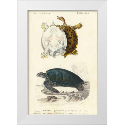 Antique Turtle Duo I White Modern Wood Framed Art Print by Oudart