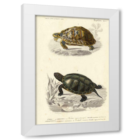 Antique Turtle Duo II White Modern Wood Framed Art Print by Oudart
