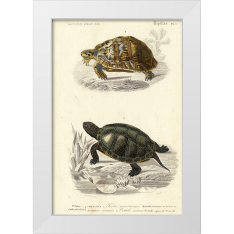 Antique Turtle Duo II White Modern Wood Framed Art Print by Oudart