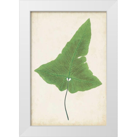 Fern Family I White Modern Wood Framed Art Print by Lowe