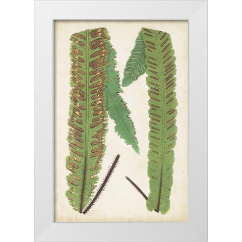 Fern Family III White Modern Wood Framed Art Print by Lowe