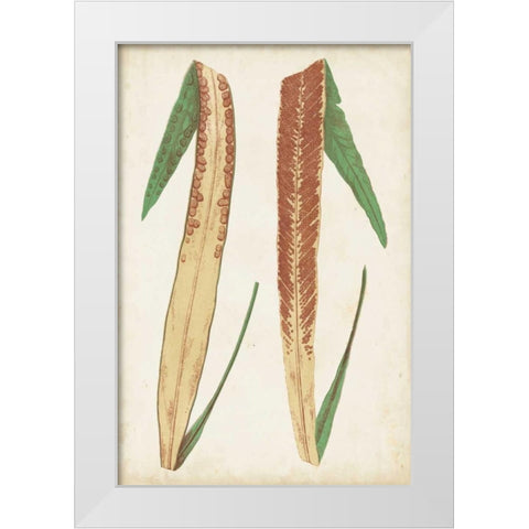 Fern Family IV White Modern Wood Framed Art Print by Lowe