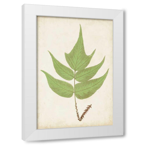 Fern Family VII White Modern Wood Framed Art Print by Lowe