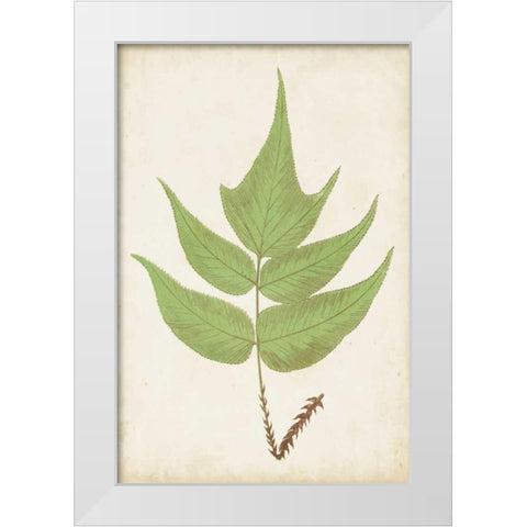 Fern Family VII White Modern Wood Framed Art Print by Lowe