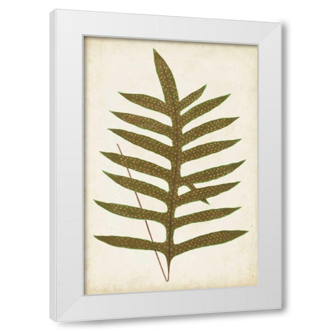 Fern Family VIII White Modern Wood Framed Art Print by Lowe