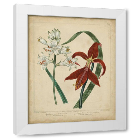 Scarlet Beauty II White Modern Wood Framed Art Print by Edwards, Sydenham
