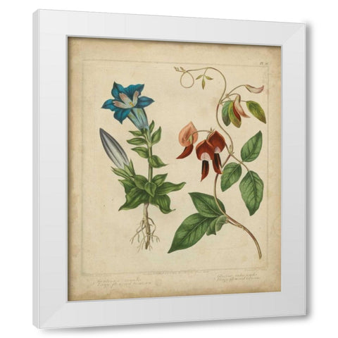 Scarlet Beauty III White Modern Wood Framed Art Print by Edwards, Sydenham