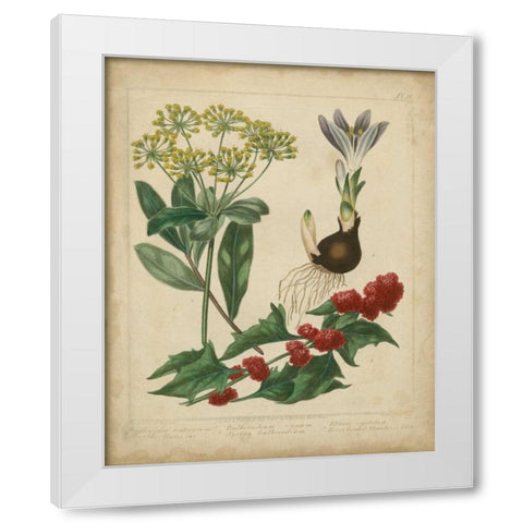 Scarlet Beauty IV White Modern Wood Framed Art Print by Edwards, Sydenham
