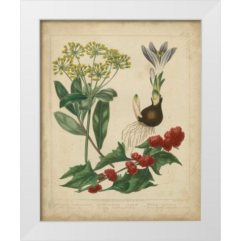 Scarlet Beauty IV White Modern Wood Framed Art Print by Edwards, Sydenham