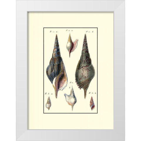 Custom Sea Shell III White Modern Wood Framed Art Print by Diderot
