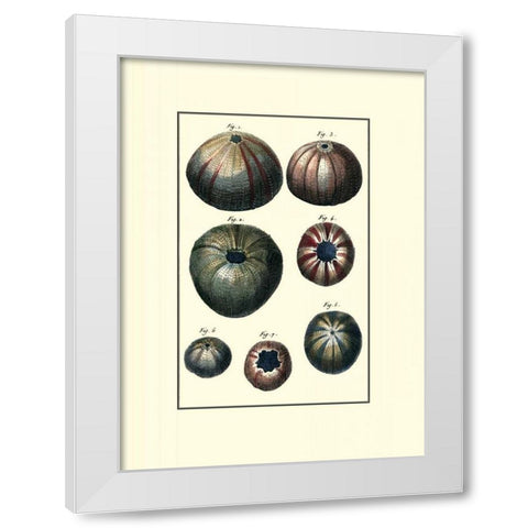 Custom Sea Shell IV White Modern Wood Framed Art Print by Diderot