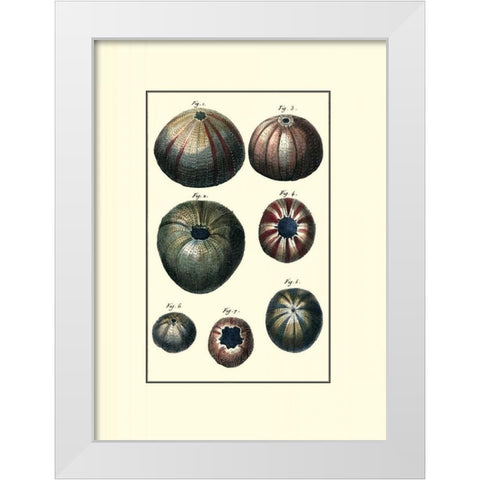 Custom Sea Shell IV White Modern Wood Framed Art Print by Diderot