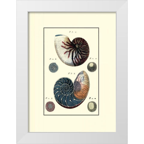 Custom Sea Shell VI White Modern Wood Framed Art Print by Diderot