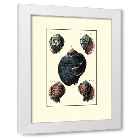 Custom Sea Shell VII White Modern Wood Framed Art Print by Diderot