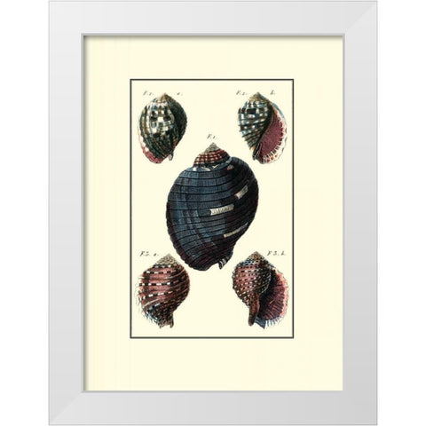 Custom Sea Shell VII White Modern Wood Framed Art Print by Diderot