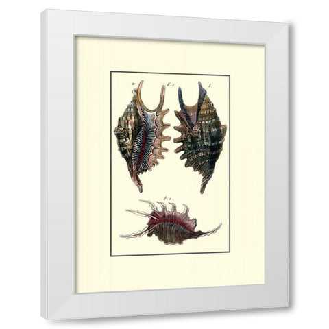 Custom Sea Shell VIII White Modern Wood Framed Art Print by Diderot