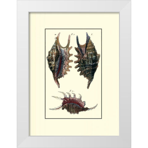 Custom Sea Shell VIII White Modern Wood Framed Art Print by Diderot