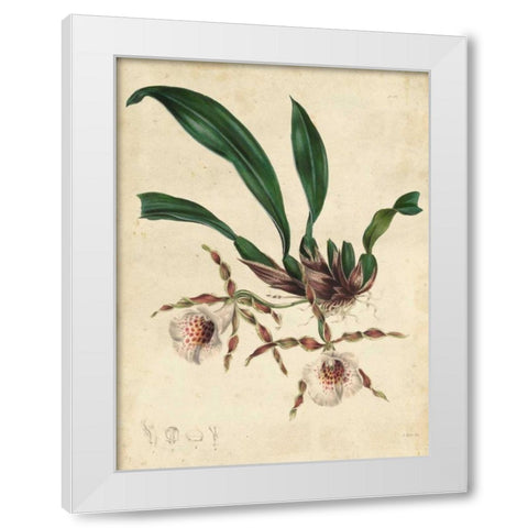 Sophisticated Orchid II White Modern Wood Framed Art Print by Unknown