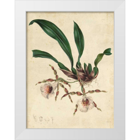 Sophisticated Orchid II White Modern Wood Framed Art Print by Unknown