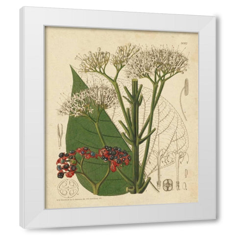 Curtis Leaves and Blooms II White Modern Wood Framed Art Print by Curtis