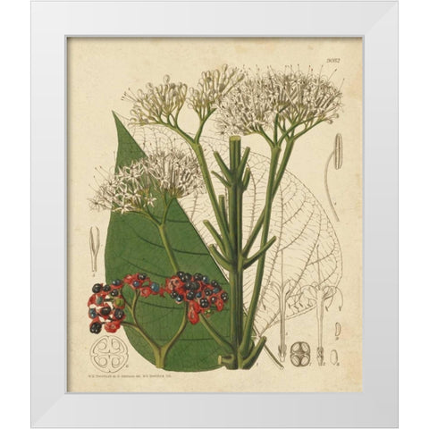 Curtis Leaves and Blooms II White Modern Wood Framed Art Print by Curtis