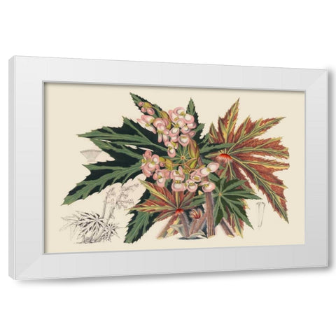 Begonia Varieties I White Modern Wood Framed Art Print by Stroobant