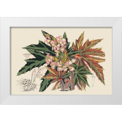 Begonia Varieties I White Modern Wood Framed Art Print by Stroobant