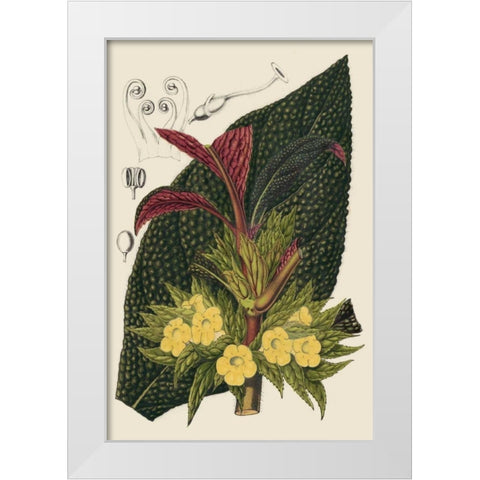 Begonia Varieties II White Modern Wood Framed Art Print by Stroobant