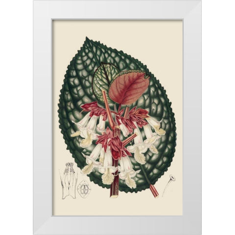 Begonia Varieties III White Modern Wood Framed Art Print by Stroobant