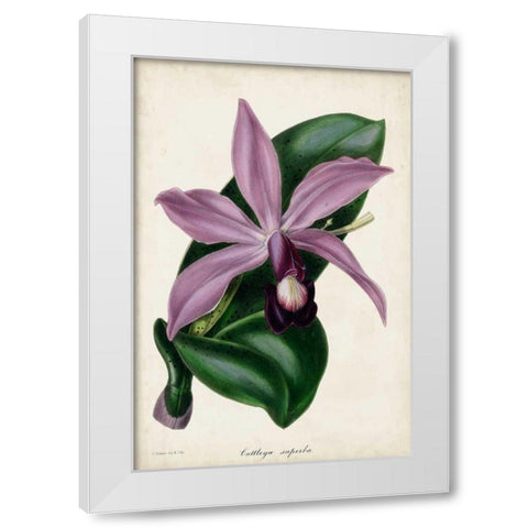 Plum Orchid White Modern Wood Framed Art Print by Paxton