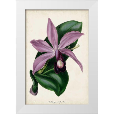 Plum Orchid White Modern Wood Framed Art Print by Paxton