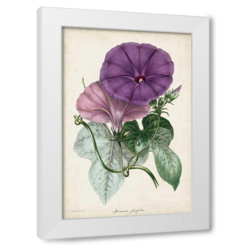 Plum Morning Glory White Modern Wood Framed Art Print by Paxton