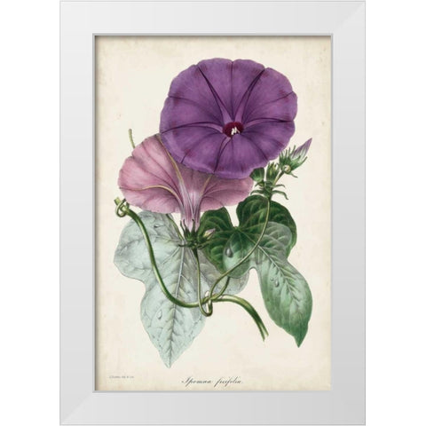 Plum Morning Glory White Modern Wood Framed Art Print by Paxton