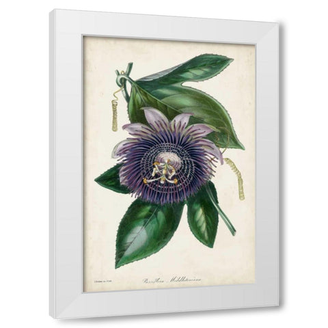 Plum Passion Flower White Modern Wood Framed Art Print by Paxton