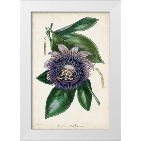Plum Passion Flower White Modern Wood Framed Art Print by Paxton