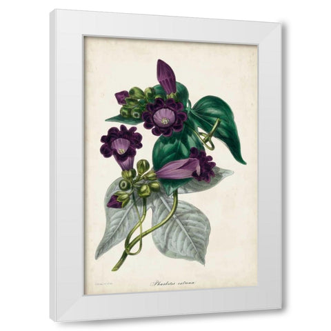 Plum Foxgloves White Modern Wood Framed Art Print by Paxton
