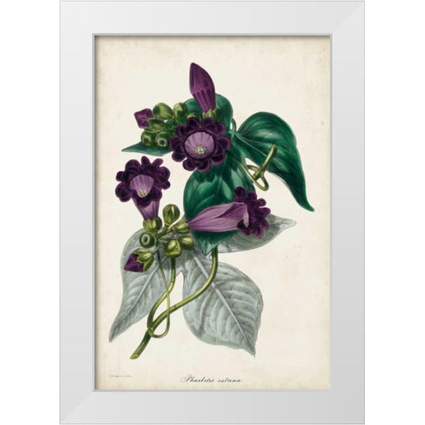 Plum Foxgloves White Modern Wood Framed Art Print by Paxton