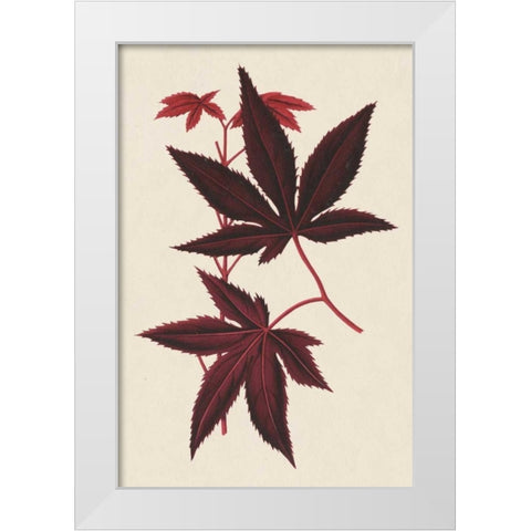 Japanese Maple Leaves I White Modern Wood Framed Art Print by Stroobant