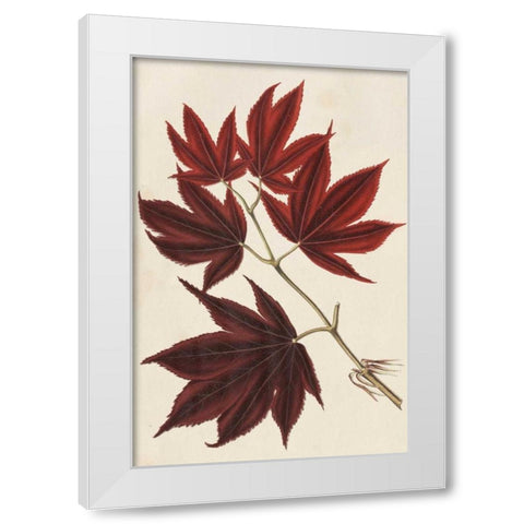 Japanese Maple Leaves III White Modern Wood Framed Art Print by Stroobant