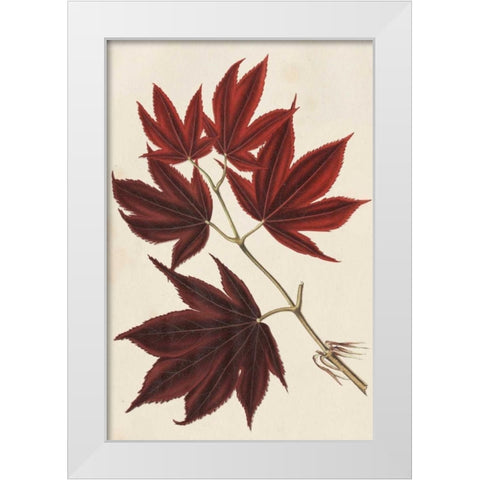 Japanese Maple Leaves III White Modern Wood Framed Art Print by Stroobant