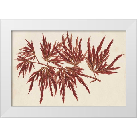 Japanese Maple Leaves IV White Modern Wood Framed Art Print by Stroobant