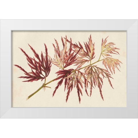 Japanese Maple Leaves V White Modern Wood Framed Art Print by Stroobant