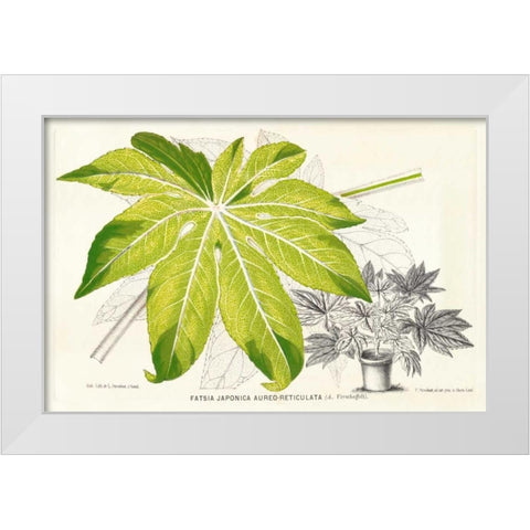 Fern Leaf Foliage I White Modern Wood Framed Art Print by Stroobant