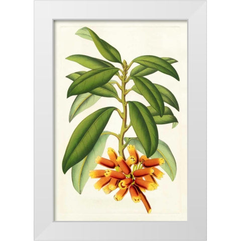 Tropical Rhododendron I White Modern Wood Framed Art Print by Van Houtteano, Horto
