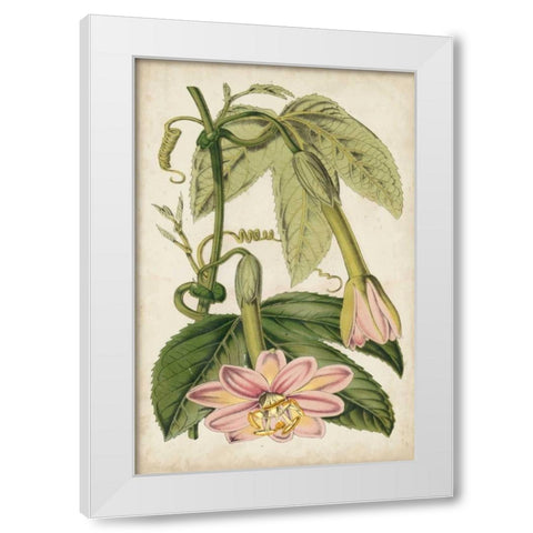 Passion Flower Botanical White Modern Wood Framed Art Print by Stroobant