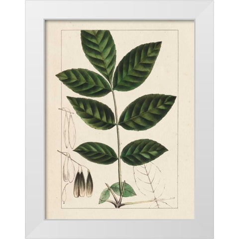 Silva Leaves I White Modern Wood Framed Art Print by Silva, John