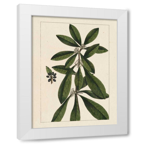 Silva Leaves II White Modern Wood Framed Art Print by Silva, John