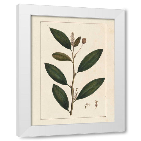 Silva Leaves V White Modern Wood Framed Art Print by Silva, John