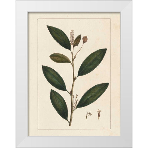 Silva Leaves V White Modern Wood Framed Art Print by Silva, John